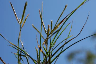 Fotografia da espécie Eleusine indica