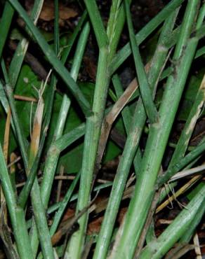 Fotografia 16 da espécie Eleusine indica no Jardim Botânico UTAD