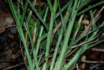 Fotografia da espécie Eleusine indica