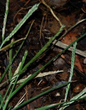 Fotografia 17 da espécie Eleusine indica no Jardim Botânico UTAD