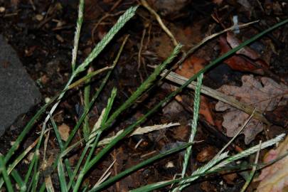 Fotografia da espécie Eleusine indica