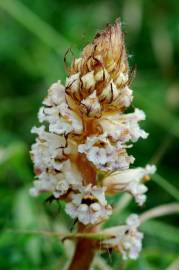 Fotografia da espécie Orobanche crenata