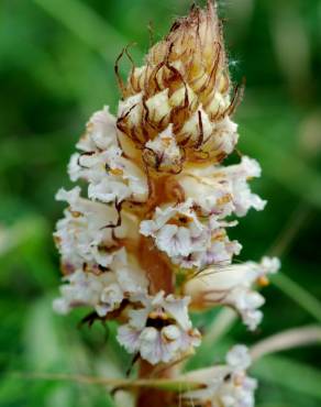 Fotografia 9 da espécie Orobanche crenata no Jardim Botânico UTAD