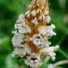 Fotografia 9 da espécie Orobanche crenata do Jardim Botânico UTAD