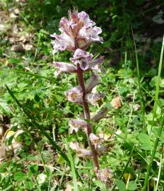 Fotografia da espécie Orobanche crenata