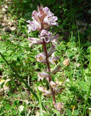 Fotografia 10 da espécie Orobanche crenata no Jardim Botânico UTAD