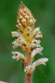 Fotografia da espécie Orobanche minor