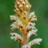 Fotografia 1 da espécie Orobanche minor do Jardim Botânico UTAD