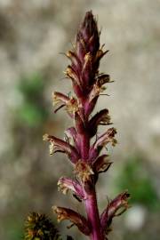 Fotografia da espécie Orobanche minor