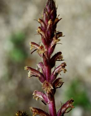 Fotografia 3 da espécie Orobanche minor no Jardim Botânico UTAD