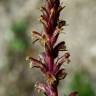 Fotografia 3 da espécie Orobanche minor do Jardim Botânico UTAD