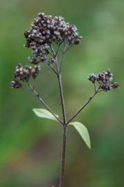 Fotografia da espécie Origanum vulgare subesp. vulgare