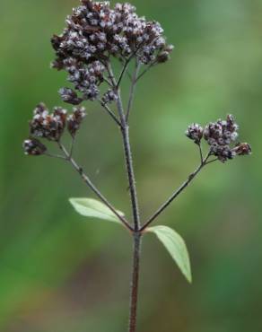 Fotografia 6 da espécie Origanum vulgare subesp. vulgare no Jardim Botânico UTAD