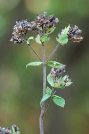 Fotografia da espécie Origanum vulgare subesp. vulgare