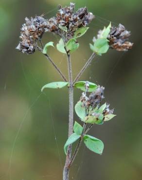 Fotografia 7 da espécie Origanum vulgare subesp. vulgare no Jardim Botânico UTAD