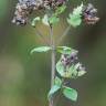 Fotografia 7 da espécie Origanum vulgare subesp. vulgare do Jardim Botânico UTAD