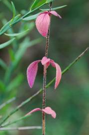 Fotografia da espécie Origanum vulgare subesp. vulgare