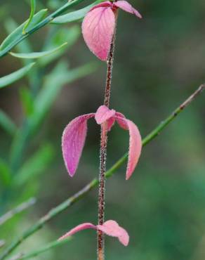 Fotografia 8 da espécie Origanum vulgare subesp. vulgare no Jardim Botânico UTAD