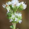 Fotografia 9 da espécie Origanum vulgare subesp. vulgare do Jardim Botânico UTAD