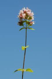 Fotografia da espécie Origanum vulgare subesp. vulgare