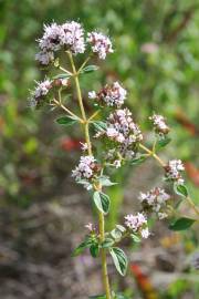 Fotografia da espécie Origanum vulgare subesp. vulgare