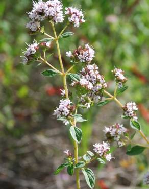 Fotografia 11 da espécie Origanum vulgare subesp. vulgare no Jardim Botânico UTAD