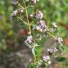 Fotografia 11 da espécie Origanum vulgare subesp. vulgare do Jardim Botânico UTAD