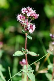 Fotografia da espécie Origanum vulgare subesp. vulgare