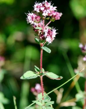 Fotografia 12 da espécie Origanum vulgare subesp. vulgare no Jardim Botânico UTAD