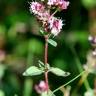 Fotografia 12 da espécie Origanum vulgare subesp. vulgare do Jardim Botânico UTAD