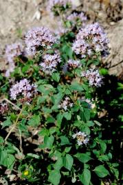 Fotografia da espécie Origanum vulgare subesp. vulgare