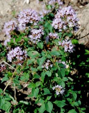 Fotografia 13 da espécie Origanum vulgare subesp. vulgare no Jardim Botânico UTAD