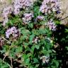 Fotografia 13 da espécie Origanum vulgare subesp. vulgare do Jardim Botânico UTAD