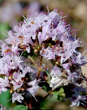 Fotografia 14 da espécie Origanum vulgare subesp. vulgare no Jardim Botânico UTAD