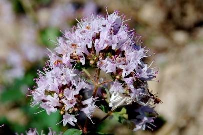 Fotografia da espécie Origanum vulgare subesp. vulgare