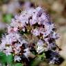 Fotografia 14 da espécie Origanum vulgare subesp. vulgare do Jardim Botânico UTAD