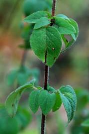 Fotografia da espécie Origanum vulgare subesp. vulgare