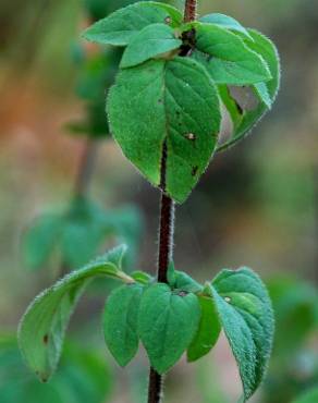 Fotografia 15 da espécie Origanum vulgare subesp. vulgare no Jardim Botânico UTAD