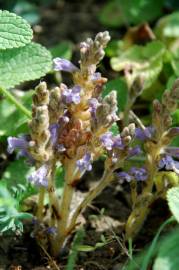 Fotografia da espécie Orobanche ramosa subesp. ramosa