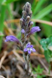 Fotografia da espécie Orobanche ramosa subesp. ramosa