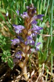 Fotografia da espécie Orobanche ramosa subesp. ramosa