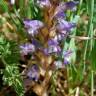 Fotografia 10 da espécie Orobanche ramosa subesp. ramosa do Jardim Botânico UTAD