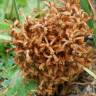 Fotografia 11 da espécie Orobanche ramosa subesp. ramosa do Jardim Botânico UTAD