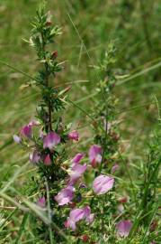 Fotografia da espécie Ononis spinosa subesp. spinosa