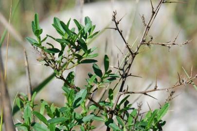 Fotografia da espécie Ononis spinosa subesp. spinosa