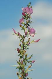 Fotografia da espécie Ononis spinosa subesp. spinosa