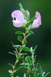 Fotografia da espécie Ononis spinosa subesp. spinosa