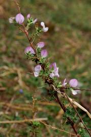 Fotografia da espécie Ononis spinosa subesp. spinosa