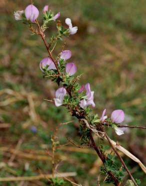 Fotografia 14 da espécie Ononis spinosa subesp. spinosa no Jardim Botânico UTAD