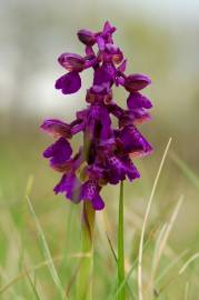 Fotografia da espécie Orchis morio